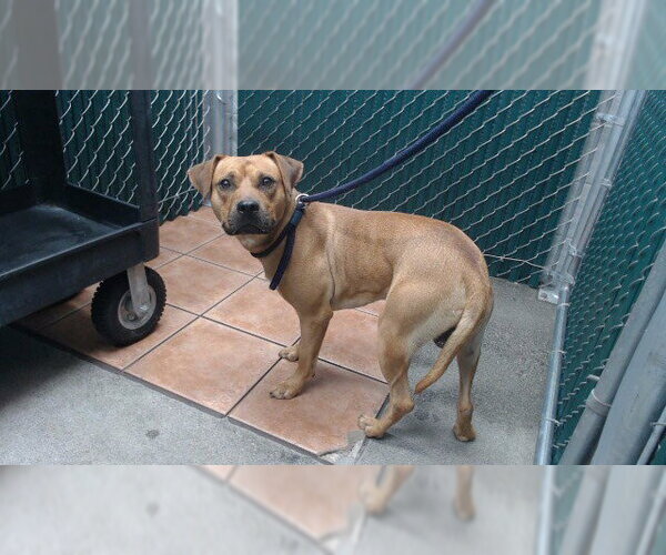 Medium Photo #1 Mutt Puppy For Sale in Downey, CA, USA