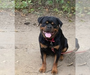 Rottweiler Puppy for sale in NEWFIELD, NJ, USA