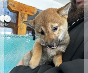 Shiba Inu Puppy for sale in MILLERSBURG, IN, USA