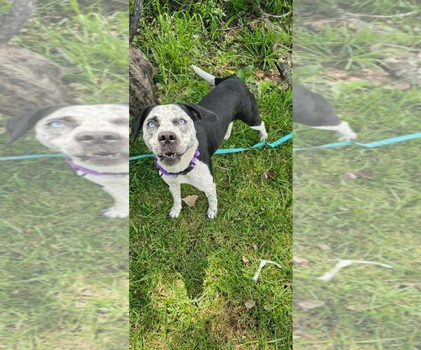 Medium Photo #3 Mutt Puppy For Sale in DuQuoin, IL, USA