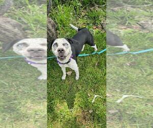 Mutt Dogs for adoption in DuQuoin, IL, USA