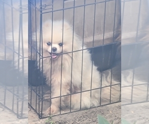 Pomeranian Puppy for sale in TITUSVILLE, FL, USA