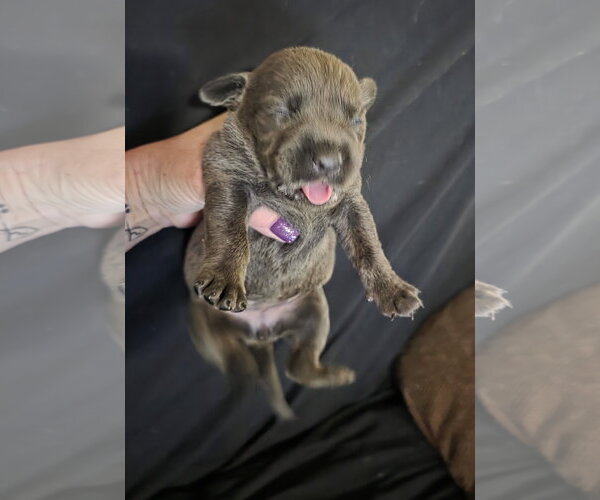 Medium Photo #7 Labrador Retriever-Unknown Mix Puppy For Sale in McKinney, TX, USA