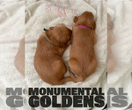Puppy Ina Golden Retriever