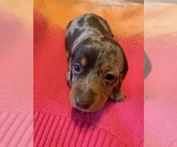 Medium Photo #1 Dachshund Puppy For Sale in DENHAM SPRINGS, LA, USA