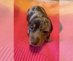 Small Photo #1 Dachshund Puppy For Sale in DENHAM SPRINGS, LA, USA