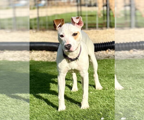 Medium Photo #7 Parson Russell Terrier-Unknown Mix Puppy For Sale in Calhoun, GA, USA