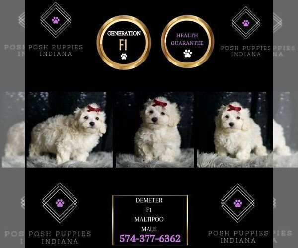 Medium Photo #118 Maltipoo Puppy For Sale in WARSAW, IN, USA