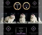 Small #1 Maltipoo