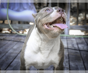 Mother of the American Bully puppies born on 11/11/2022