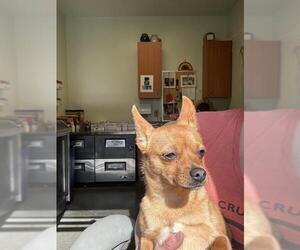 Pineranian Dogs for adoption in Santa Cruz, CA, USA