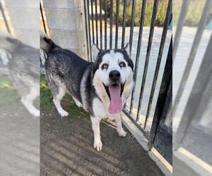 Siberian Husky Dogs for adoption in Riverside, CA, USA