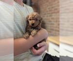 Puppy Fig Goldendoodle (Miniature)