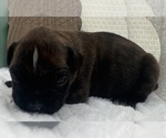 Small #5 Boxer