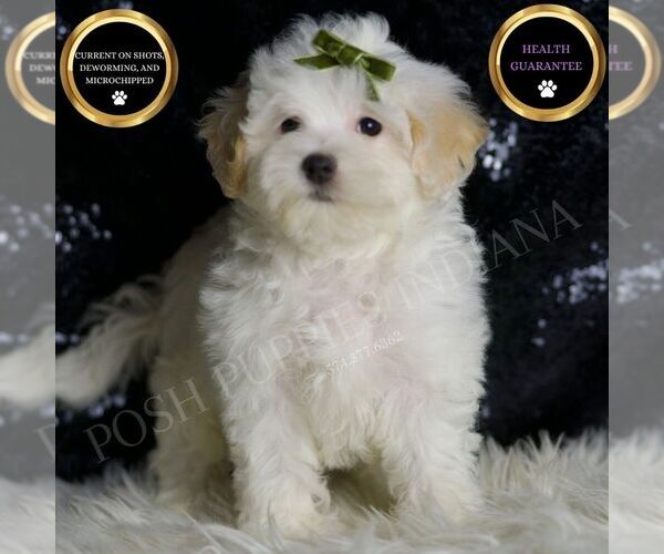 Medium Photo #93 Maltipoo (Miniature) Puppy For Sale in WARSAW, IN, USA