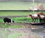 Small Photo #1 Border Collie Puppy For Sale in GRANITE FALLS, WA, USA