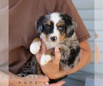 Small #3 Bernedoodle (Miniature)
