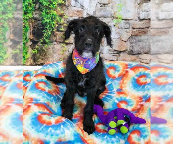 Medium Photo #4 Mutt Puppy For Sale in Kennesaw, GA, USA