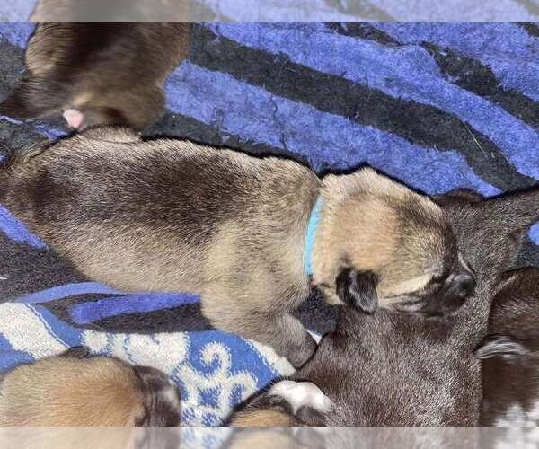 Medium Photo #12 Mutt Puppy For Sale in Imlay City, MI, USA