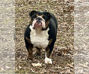 Mother of the English Bulldog puppies born on 05/24/2025