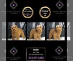 Puppy Robin AKC Poodle (Miniature)