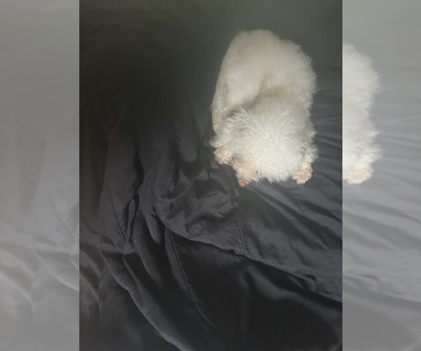 Medium Photo #1 Maltipoo (Miniature) Puppy For Sale in VENETA, OR, USA
