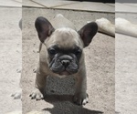 Small #38 French Bulldog