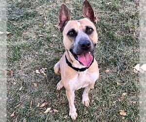 Mutt Dogs for adoption in Denver, CO, USA