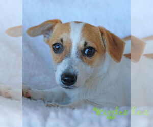 Chi-Corgi Dogs for adoption in Wakefield, RI, USA
