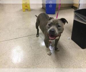 American Pit Bull Terrier Dogs for adoption in Riverside, CA, USA