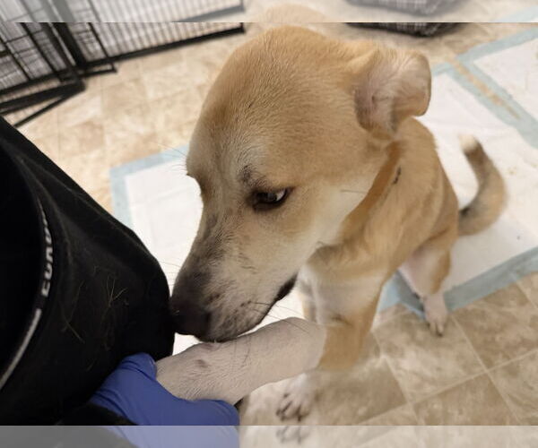 Medium Photo #3 Labrenees Puppy For Sale in York, SC, USA