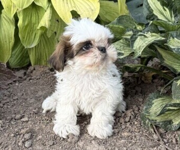 Medium Photo #4 Shih Tzu Puppy For Sale in THORP, WI, USA