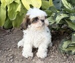 Small #3 Shih Tzu