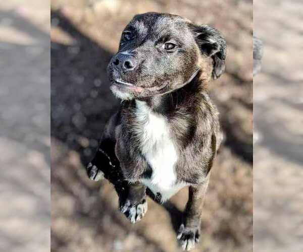 Medium Photo #3 Feist Terrier-Labrador Retriever Mix Puppy For Sale in Anniston, AL, USA