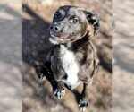 Small #2 Feist Terrier-Labrador Retriever Mix