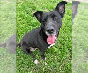 Labrador Retriever Dogs for adoption in Conroe, TX, USA