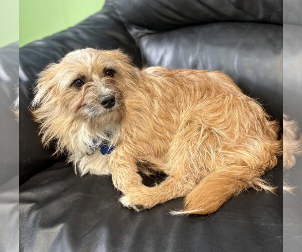 Medium Photo #3 Mutt Puppy For Sale in Spring Lake, NJ, USA