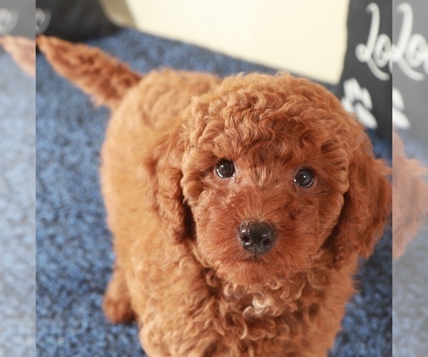 Medium Photo #2 Golden Retriever-Poodle (Toy) Mix Puppy For Sale in MOUNT VERNON, OH, USA