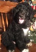 Small Photo #20 Aussiedoodle Puppy For Sale in ARBA, IN, USA