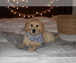 Puppy 6 English Cream Golden Retriever