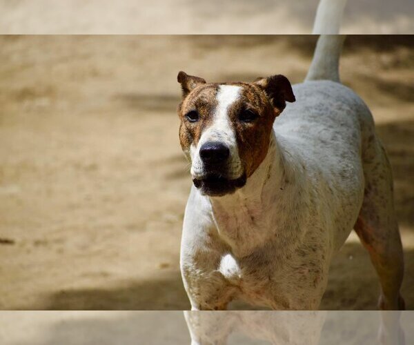 Medium Photo #6 Bull Terrier-Unknown Mix Puppy For Sale in Brooklyn, NY, USA