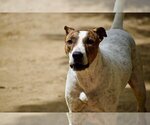 Small #5 Bull Terrier Mix