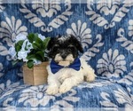Small Photo #2 Maltipoo Puppy For Sale in NEW PROVIDENCE, PA, USA