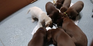 Labrador Retriever Puppy for sale in IRON RIDGE, WI, USA