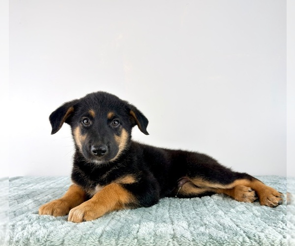 Medium Photo #5 Cattledog Shepherd Puppy For Sale in GREENFIELD, IN, USA