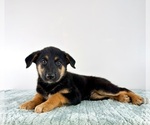 Small #4 Cattledog Shepherd