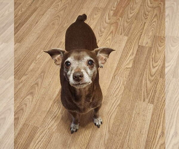 Medium Photo #4 Chihuahua-Unknown Mix Puppy For Sale in Texarkana, TX, USA