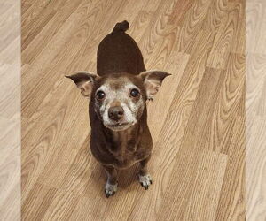Killer - Male Chihuahua-Unknown Mix Dog for Adoption - Photo #4