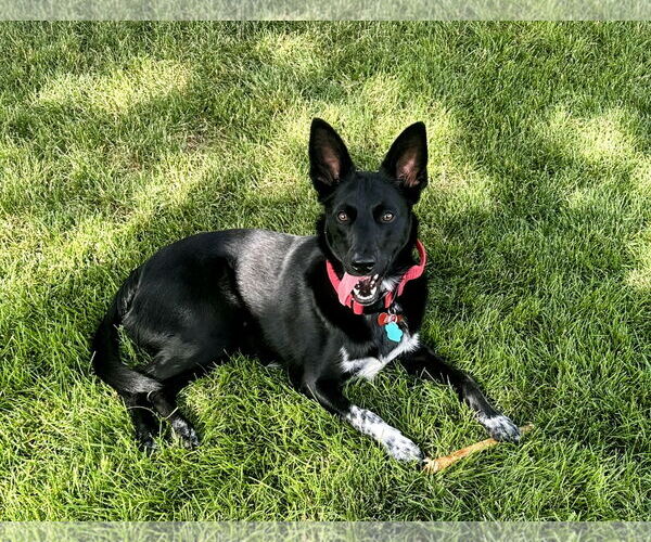 Medium Photo #7 Chihuahua-Unknown Mix Puppy For Sale in Sandy, UT, USA