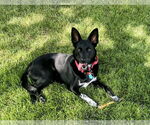 Small #6 Chihuahua Mix